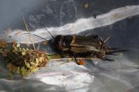 Gryllus campestris
