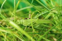 Tettigonia viridissima