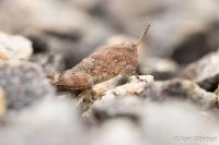 Sphingonotus caerulans