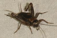 Nemobius sylvestris