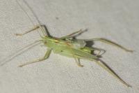 Meconema thalassinum