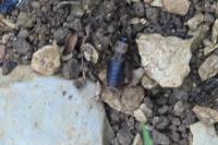 Nemobius sylvestris