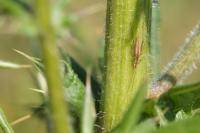 Oecanthus pellucens