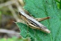 Chorthippus albomarginatus