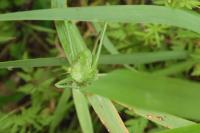 Tettigonia viridissima