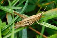 Euchorthippus elegantulus