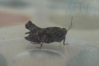Tetrix undulata