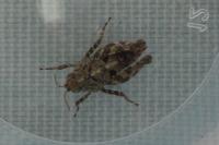 Tetrix undulata