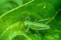 Tettigonia viridissima