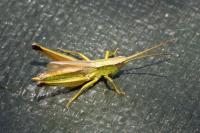 Chrysochraon dispar
