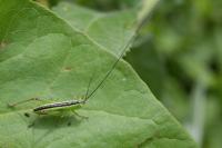 Conocephalus