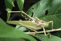 Tettigonia viridissima