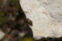 Tetrix tenuicornis