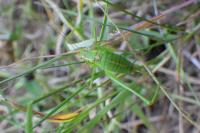 Leptophyes punctatissima