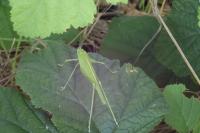 Phaneroptera