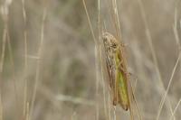 Euchorthippus declivus