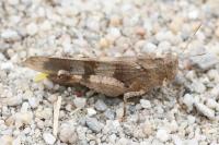 Oedipoda caerulescens