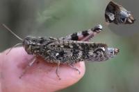 Calliptamus barbarus