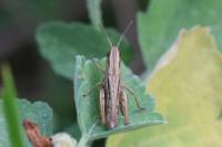 Euchorthippus elegantulus