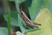 Euchorthippus elegantulus