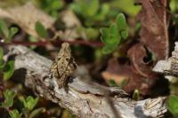 Tetrix tenuicornis