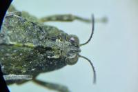 Paratettix meridionalis