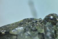 Paratettix meridionalis