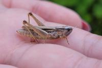 Chorthippus albomarginatus
