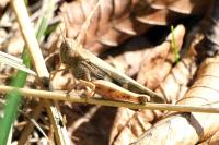 Aiolopus strepens