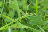 Clonopsis gallica