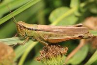 Mecostethus parapleurus parapleurus