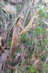 Mantis religiosa