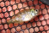 Lepomis gibbosus
