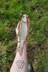 Squalius cephalus