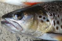Salmo trutta