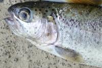 Oncorhynchus mykiss