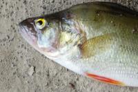 Perca fluviatilis