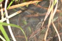 Rutilus rutilus