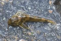 Cottus perifretum