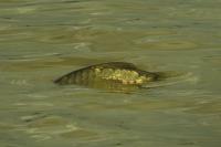 Cyprinus carpio