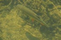Squalius cephalus