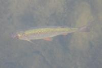 Rutilus rutilus