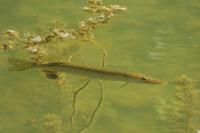 Esox lucius