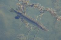 Esox lucius