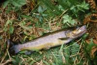 Salmo trutta