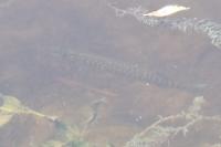 Esox lucius