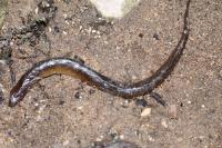 Lampetra planeri