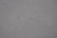 Squalius cephalus