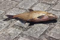 Abramis brama