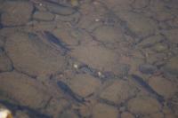 Squalius cephalus